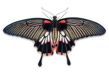 Kırpma yolunu, dorsal görünümü ile beyaz arka plan üzerinde izole kadın büyük Mormon (Papilio memnon) kelebek yakın çekim