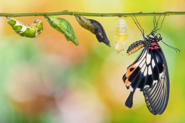Kadın büyük Mormon (Papilio memnon) kelebek ömrü tırtıl gelen pupa ve izole kırpma yolu ile beyaz arka plan üzerinde onun yetişkin formu
