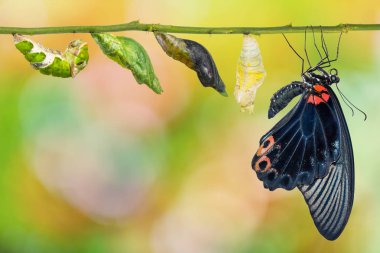 Erkek büyük Mormon (Papilio memnon) kelebek ömrü tırtıl gelen pupa ve izole kırpma yolu ile beyaz arka plan üzerinde onun yetişkin formu