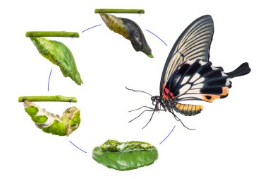 Kadın büyük Mormon (Papilio memnon) kelebek ömrü tırtıl gelen pupa ve izole kırpma yolu ile beyaz arka plan üzerinde onun yetişkin formu