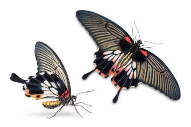 Kırpma yolunu, yan görünüm ve dorsal görünümü ile beyaz arka plan üzerinde izole kadın büyük Mormon (Papilio memnon) kelebek yakın çekim