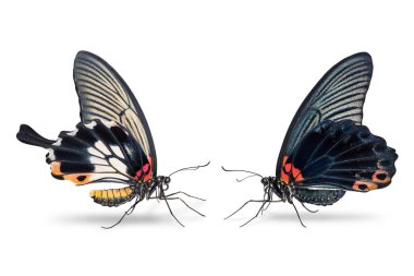 Erkek ve kadın büyük Mormon (Papilio memnon) kelebek, kırpma yolu, yan görünüm beyaz zemin üzerine izole kapatmak