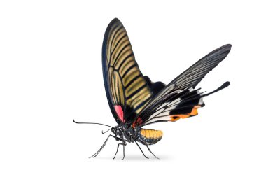 Kırpma yolu ile beyaz arka plan üzerinde izole kadın büyük Mormon (Papilio memnon) kelebek yakın çekim