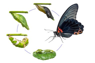 Erkek büyük Mormon (Papilio memnon) kelebek ömrü tırtıl gelen pupa ve izole kırpma yolu ile beyaz arka plan üzerinde onun yetişkin formu
