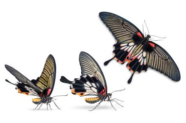 Kırpma yolu ile beyaz arka plan üzerinde izole kadın büyük Mormon (Papilio memnon) kelebek yakın çekim