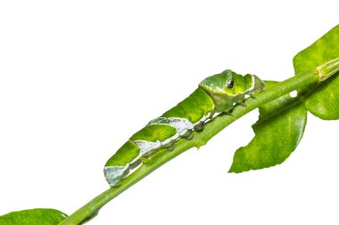 Büyük Mormon (Papilio memnon) caterpillar izole kırpma yolu ile beyaz arka plan üzerinde kendi ev sahibi bitki kök üzerinde son biçim, yakın çekim