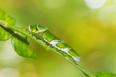 Büyük Mormon (Papilio memnon) caterpillar doğa arka plan üzerinde kendi ev sahibi bitki kök üzerinde son biçim, yakın çekim