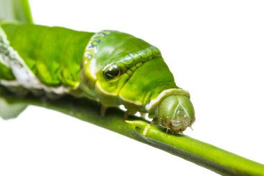 Büyük Mormon (Papilio memnon) caterpillar, yüzünü izole kırpma yolu ile beyaz arka plan üzerinde odaklanan son biçim, yakın çekim