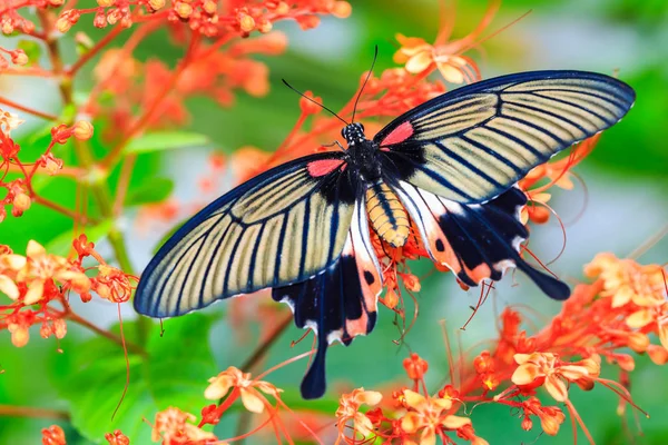 Női Nagy Mormon Papilio Memnon Pillangó Virág Természetben Felülnézetből Közelről — Stock Fotó