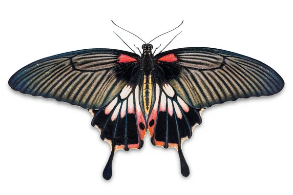 Gros Plan Papillon Femelle Great Mormon Papilio Memnon Isolé Sur — Photo