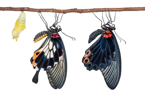 Close New Born Male Female Great Mormon Papilio Memnon Butterflies — Stock Photo, Image