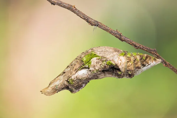 Primer Plano Gran Pupa Mormona Papilio Memnon Naturaleza —  Fotos de Stock