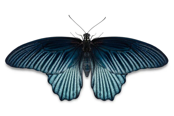 Primo Piano Della Farfalla Maschio Great Mormon Papilio Memnon Isolata — Foto Stock