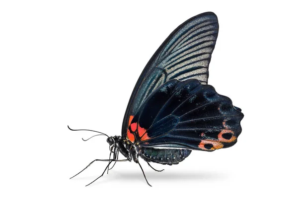 Nahaufnahme Eines Männlichen Mormonen Papilio Memnon Schmetterlings Isoliert Auf Weißem — Stockfoto
