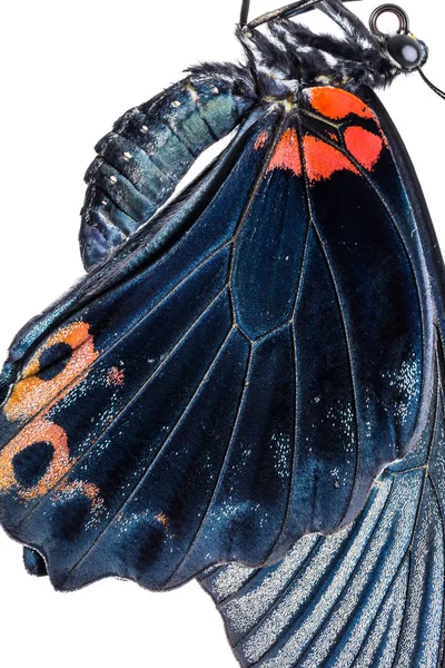 Gros Plan Aile Mâle Papillon Grand Mormon Papilio Memnon Isolée — Photo