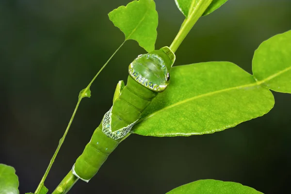 Nahaufnahme Der Letzten Raupe Der Großen Mormonen Papilio Memnon Rückenansicht — Stockfoto