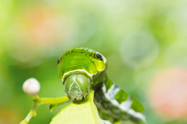 Close Último Instar Lagarta Grande Mórmon Papilio Memnon Natureza Com — Fotografia de Stock