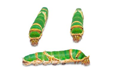Kırpma yolu ile beyaz arka plan üzerinde izole olgun bantlı Swallowtail (Papilio demolion) caterpillar, yakın çekim