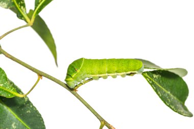 Olgun Paris tavus kuşu (Papilio paris) caterpillar izole kırpma yolu ile beyaz arka plan üzerinde kendi ev sahibi bitki kök üzerinde yakın çekim