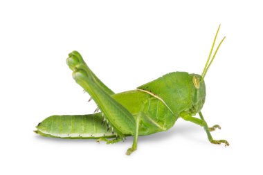 Kırpma yolu ile beyaz arka plan üzerinde izole perisi, kahverengi çekirge, göçmen kuş Locust veya kahverengi benekli Locust (Cyrtacanthacris tatarica),