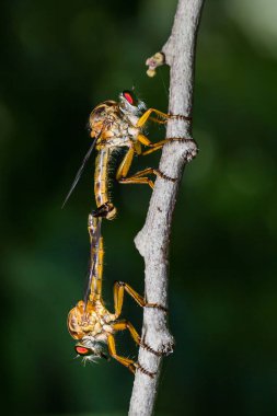 Soyguncu sinekler (Asilidae) doğada çiftleşme