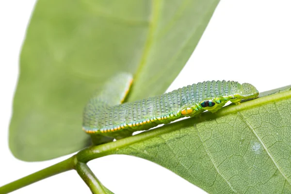 Gros Plan Chenille Mature Hebomoia Glaucippe Sur Feuille Plante Hôte — Photo