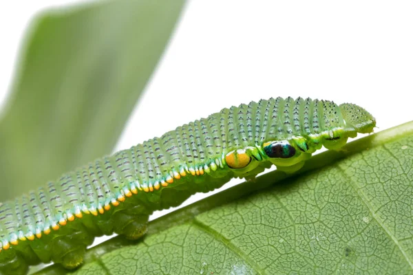 Olgun Büyük Turuncu Tip Hebomoia Glaucippe Caterpillar Beyaz Arka Plan — Stok fotoğraf