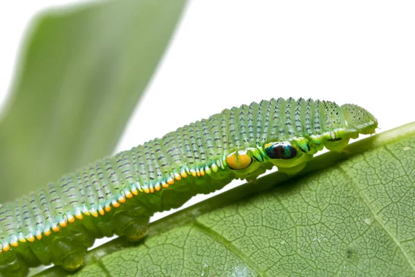 Primer Plano Oruga Madura Great Orange Tip Hebomoia Glaucippe Hoja — Foto de Stock