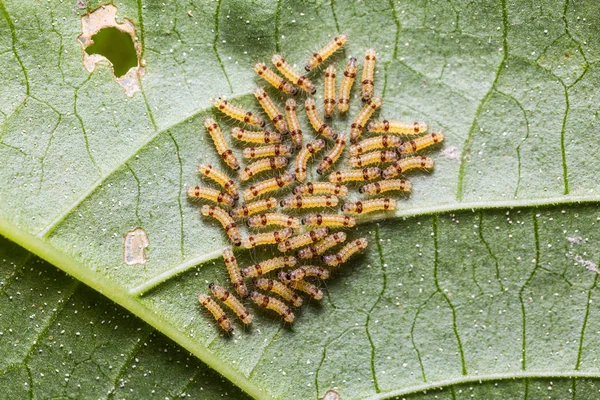 Grupp Första Instar Mal Larver Sin Värd Växters Blad — Stockfoto