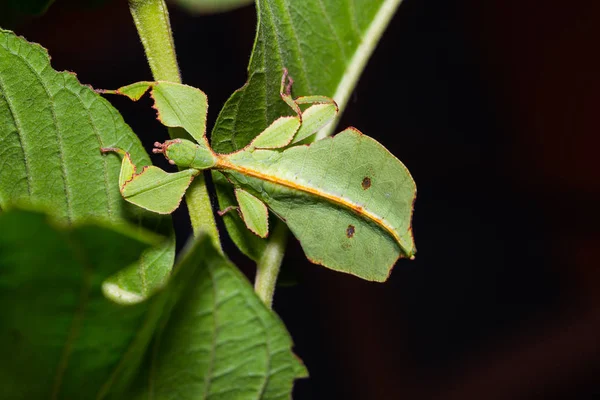 Nahaufnahme Eines Weiblichen Blattinsekts Phyllium Westwoodi Seiner Wirtspflanze — Stockfoto