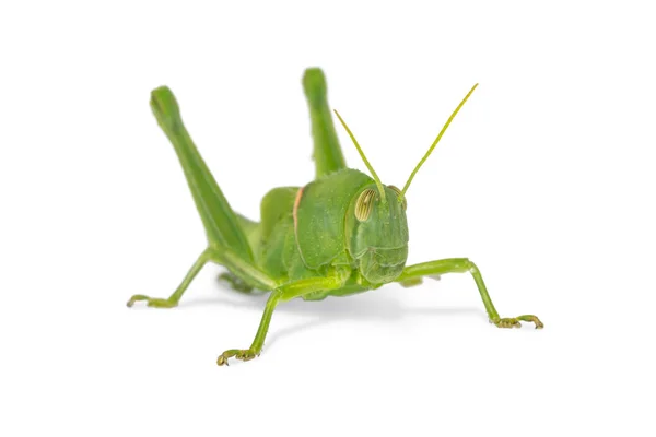 Nymphe Der Braunen Heuschrecke Der Zugvogelheuschrecke Oder Der Braunen Fleckheuschrecke — Stockfoto