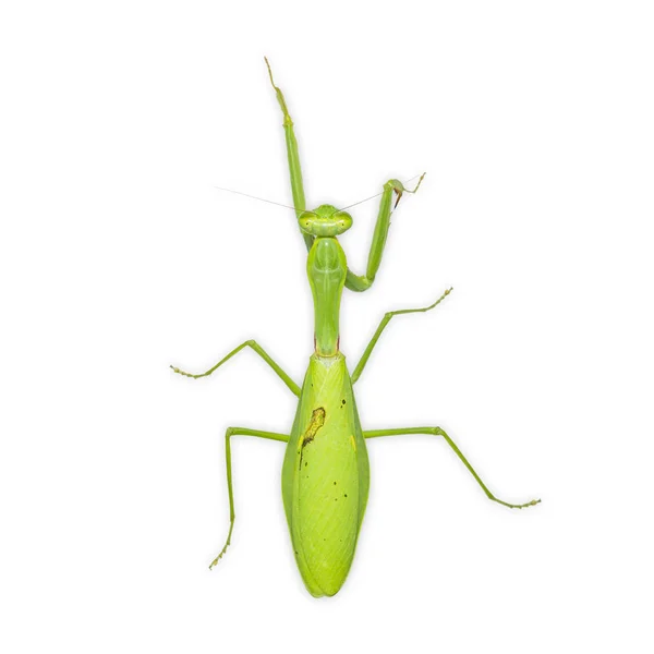 Närbild Giant Asiatiska Mantis Hierodula Membranacea Isolerad Vit Bakgrund Med — Stockfoto