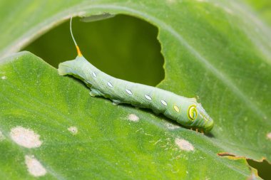Genç yeşil pergesa hawkmoth (Pergesa acteus) caterpillar onun ana bitki yaprak üzerinde yakın çekim