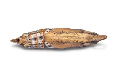Yeşil pergesa hawkmoth (Pergesa acteus) pupa, kırpma yolu ile beyaz arka plan üzerinde izole, yakın çekim
