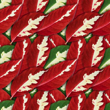 Karikatür bitki (Graptophyllum pictum) oluşturulan sorunsuz arka plan bırakır