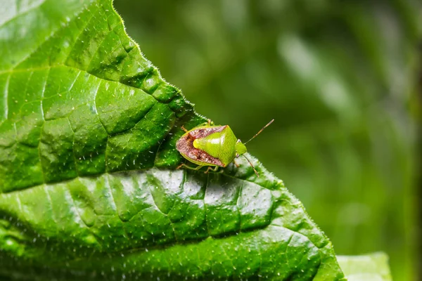 Verdinho Asa Acastanhada Verdinho Tartaruga Plautia Crossota Folha Verde Natureza — Fotografia de Stock