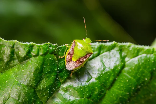 Brownwinged Yeşil Böcek Doğada Yaprak Yeşil Kaplumbağa Yeşil Böcek Plautia — Stok fotoğraf