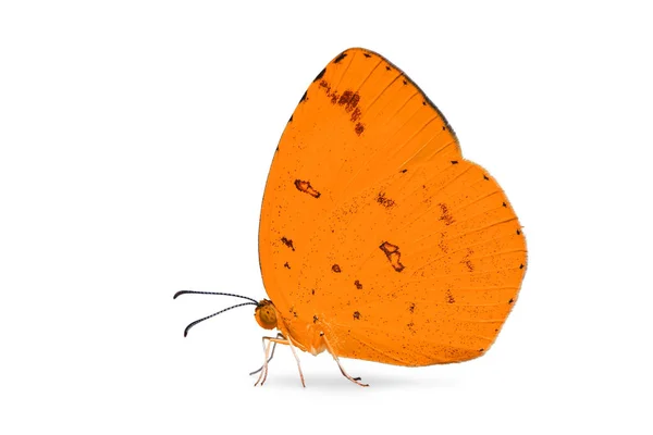 Close Abstract Orange Color Amarelo Grama Comum Eurema Hecabe Borboleta — Fotografia de Stock