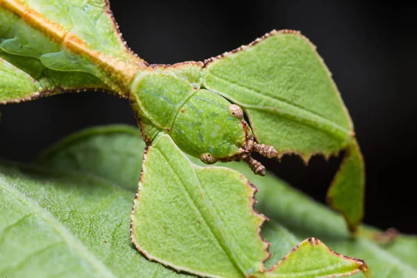 Närbild Leaf Insekt Phyllium Westwoodi Sin Värdväxt Med Fokus Sitt — Stockfoto