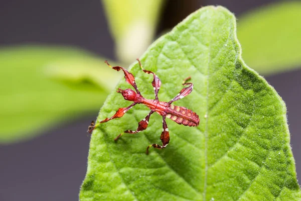 Close Young Nymph Leaf Insect Phyllium Westwoodi Its Host Plant — Stock Photo, Image