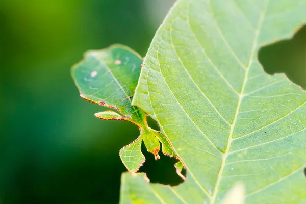 Close Van Middelste Instar Vrouwelijke Blad Insect Phyllium Westwoodi Waardplant — Stockfoto
