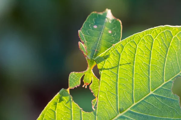 日光下寄主植物中龄雌叶虫 Phyllium Westwoodi 的关闭 — 图库照片