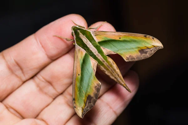 Close Green Pergesa Hawkmoth Pergesa Acteus Mão Humana — Fotografia de Stock