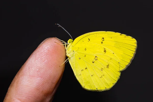 손가락에 일반적인 노란색 Eurema Hecabe 클로즈업 — 스톡 사진