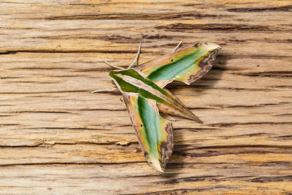 Primer Plano Pergesa Verde Hawkmoth Pergesa Acteus Superficie Madera Vieja — Foto de Stock