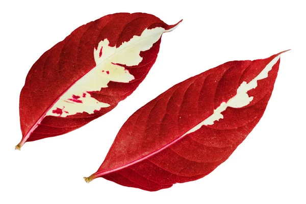 Abstraktní Červená Barva Listů Rostlin Graptophyllum Pictum Karikatury Izolované Bílém — Stock fotografie