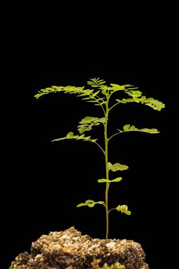 Ya tai bai (Tay dili içinde) (Phyllanthus urinaria) veya yaygın olarak adlandırılan odası acı veya gripeweed, shatterstone, stonebreaker veya leafflower, kırpma yolu ile siyah arka plan üzerine izole