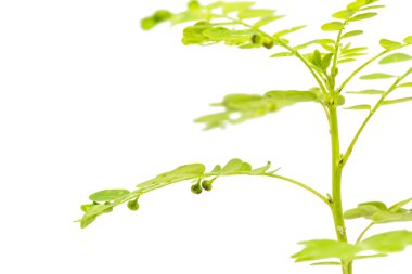 Ya tai bai (Tay dili içinde) (Phyllanthus urinaria) veya yaygın olarak adlandırılan odası acı veya gripeweed, shatterstone, stonebreaker veya leafflower, kırpma yolu ile beyaz arka plan üzerinde izole