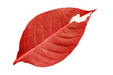Karikatür bitki (Graptophyllum pictum) yaprak, izole kırpma yolu beyaz zemin üzerine kırmızı renk