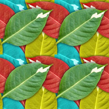 Karikatür bitki (Graptophyllum pictum) oluşturulan sorunsuz arka plan bırakır